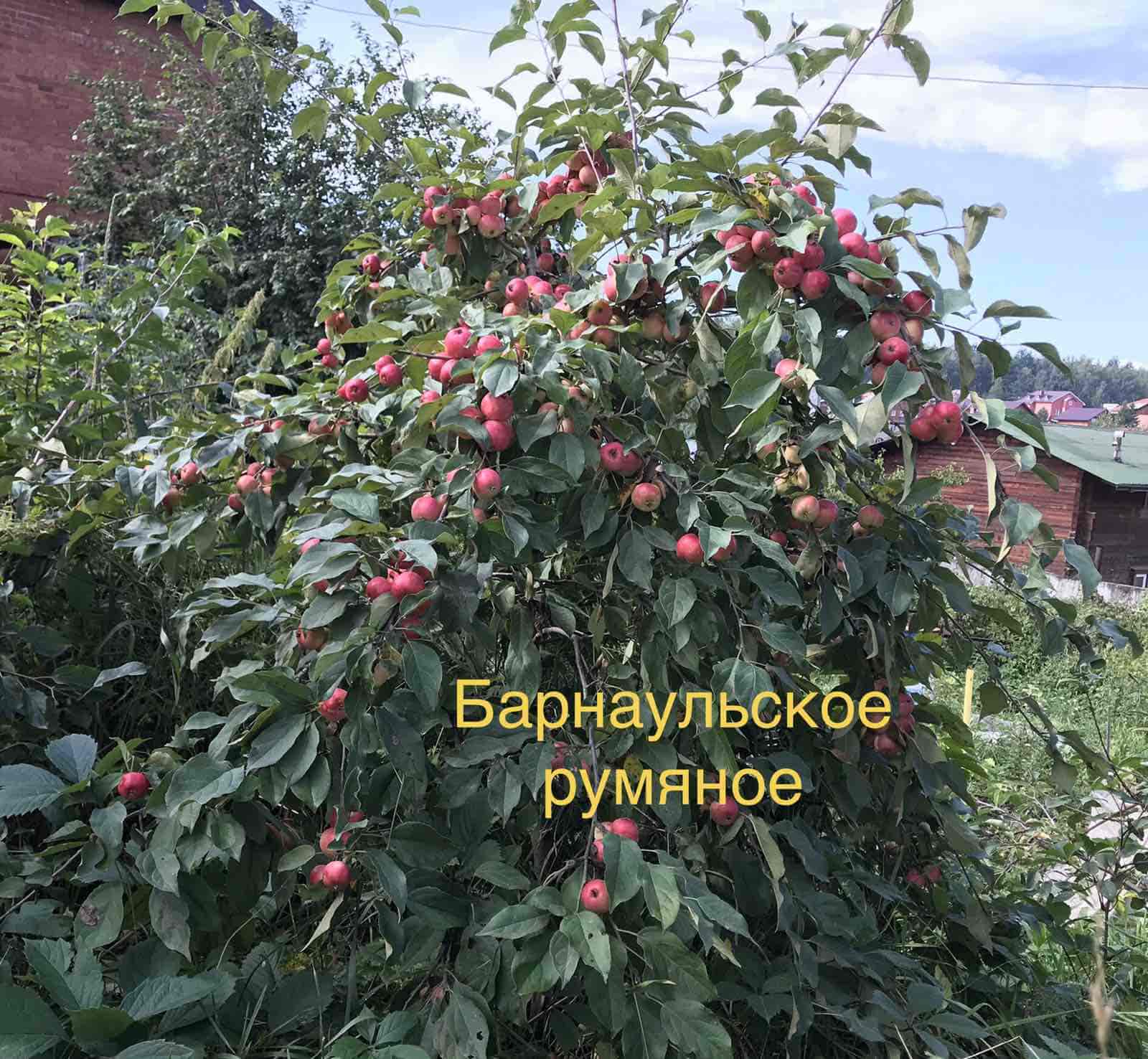 Вид на сад