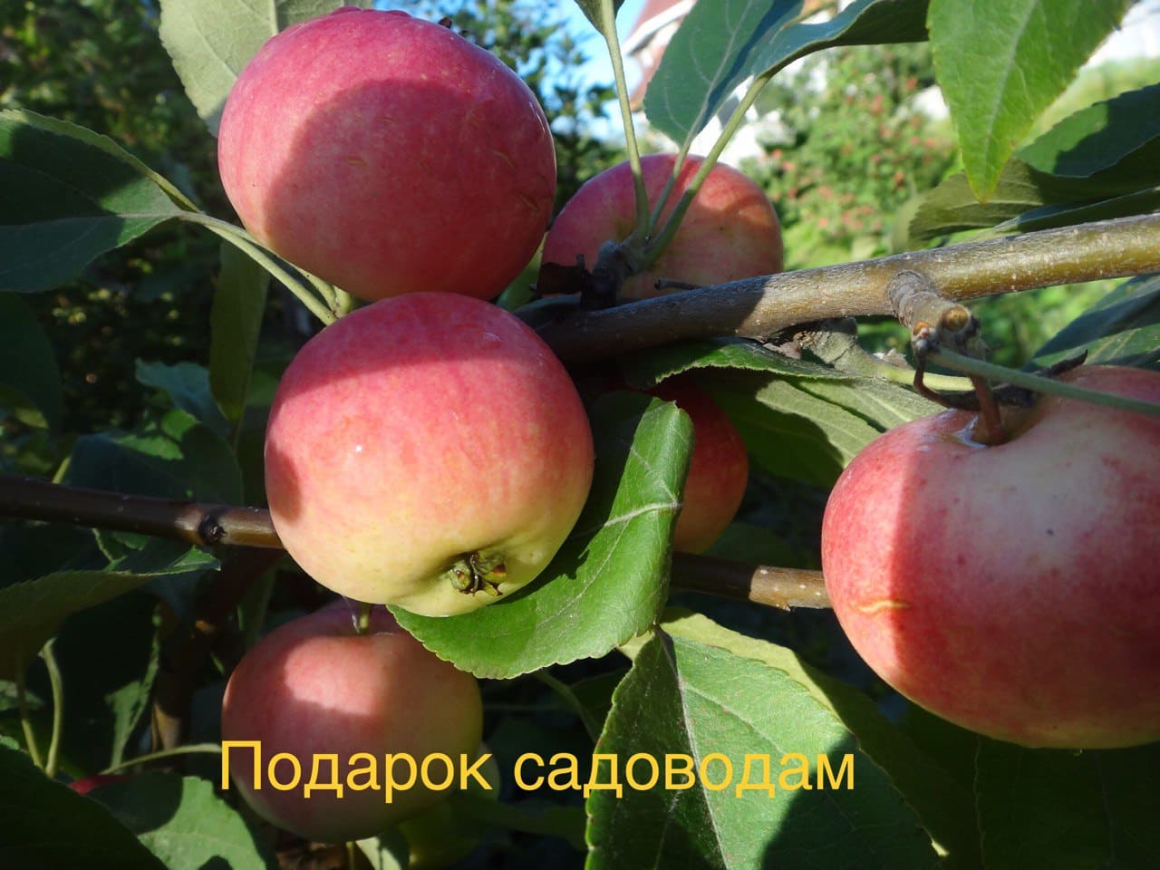 Плоды